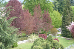 Vista sul parco secolare