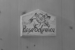 rosa selvatica rosa selvatica