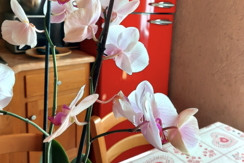 dettaglio cucina  dettaglio cucina