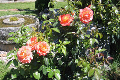 Rose profumate Rose profumate