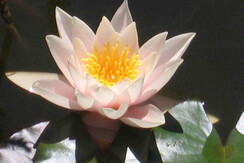 Ninfea sul biotopo Ninfea sul biotopo