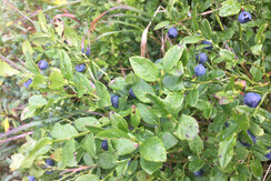 C19EA779-C542-4A0A-95DE-E1EF7407CA61