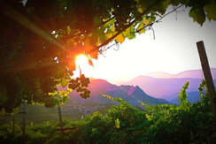 aspettando l'alba tra i vigneti