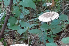 passeggiata_nei_boschi