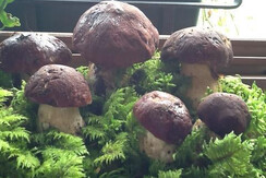 Casa-Pendola---Roncegno-Terme-1100-4114923 - Copia Casa-Pendola---Roncegno-Terme-1100-4114923 - Copia