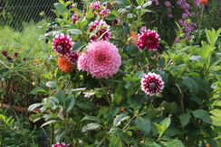 Fiori giardino Fiori giardino