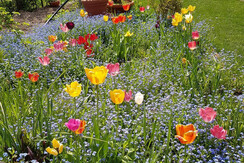 Garten vergissmeinnicht Garten vergissmeinnicht