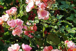 dettaglio giardino dettaglio giardino