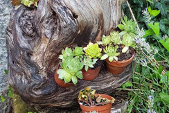 dettaglio giardino dettaglio giardino