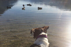 clienti a 4zampe clienti a 4zampe