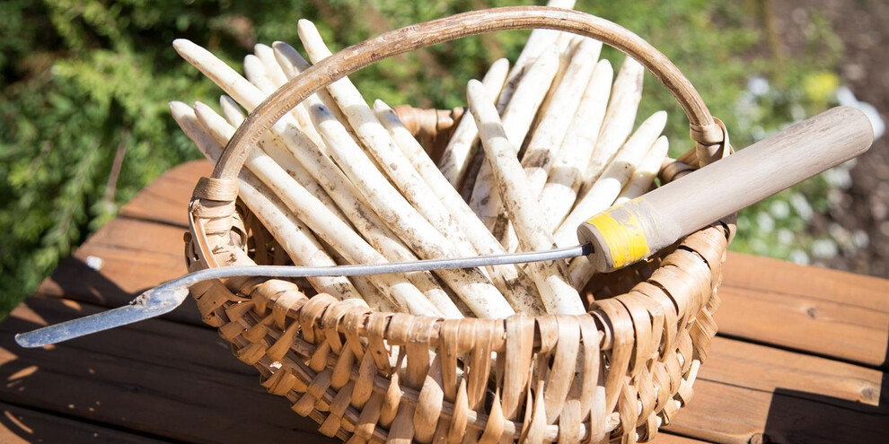 Asparagus from the ground to the table