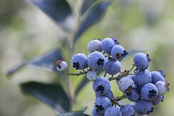 APPART HOTEL IL MIRTILLO APPART HOTEL IL MIRTILLO