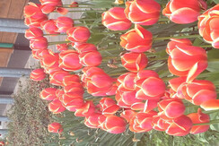 2016-05-09 15.55.06 2016-05-09 15.55.06