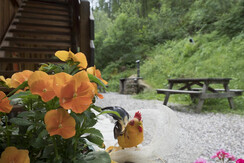 Mas de la Bolp, Val di Rabbi, Trentino, Anemone (4 Mas de la Bolp, Val di Rabbi, Trentino, Anemone (4