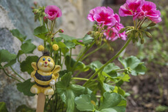 Mas de la Bolp, Val di Rabbi, Trentino, Genzianell Mas de la Bolp, Val di Rabbi, Trentino, Genzianell