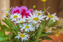 Mas de la Bolp, Val di Rabbi, Trentino, Anemone (2 Mas de la Bolp, Val di Rabbi, Trentino, Anemone (2