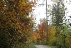strada per baita in autunno strada per baita in autunno