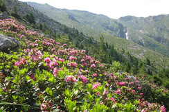 passeggiata sulle cime a luglio passeggiata sulle cime a luglio