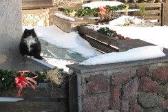 la micia al sole la micia al sole