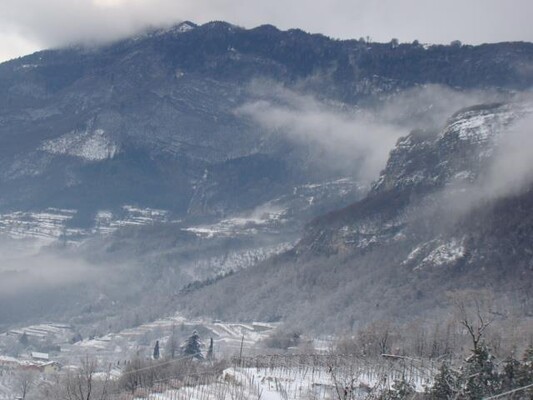 boschi innevati