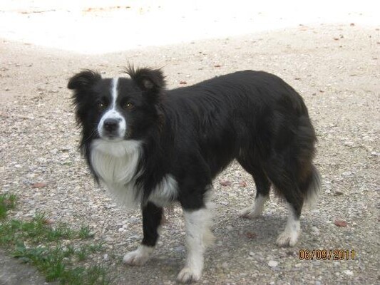 mascotte del rifugio