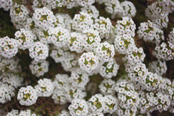 chalet Nocciolo_7526 (26) chalet Nocciolo_7526 (26)