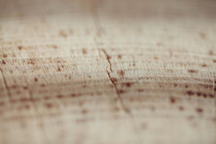 Soldanella_0032-HDR (12) Soldanella_0032-HDR (12)