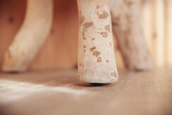 Soldanella_0032-HDR (19) Soldanella_0032-HDR (19)