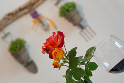 Rose Garden a Tezze © foto Daniele Mosna © foto Da