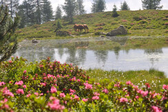 laghetti sternozzena laghetti sternozzena
