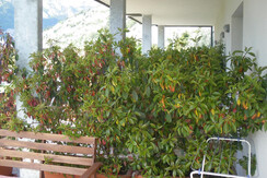 Alloro Room 6 Alloro Room 6