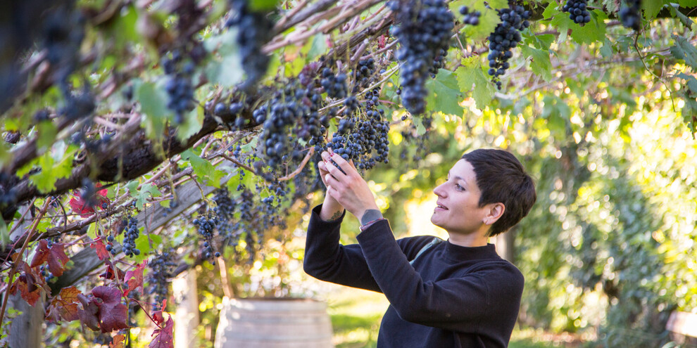 Tempo di vendemmia