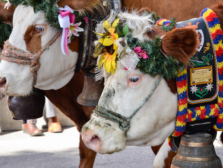 Gran Festa del Desmontegar