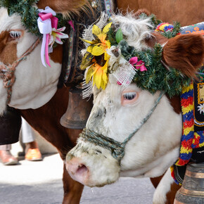 Gran Festa del Desmontegar