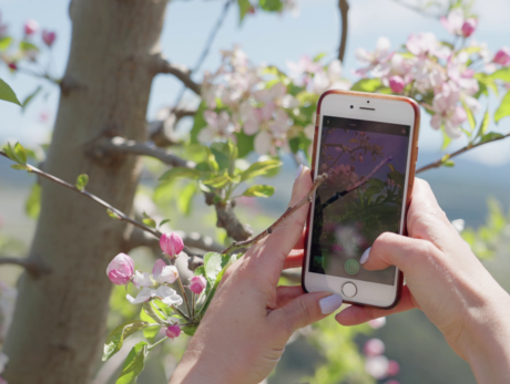 Aprile Dolce Fiorire