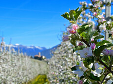 Aprile Dolce Fiorire