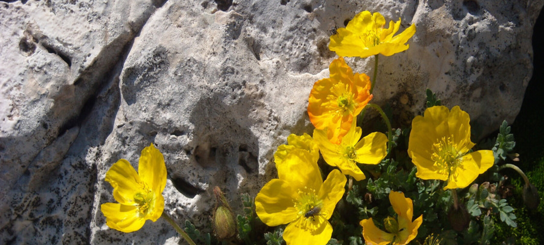 Die Via delle Normali: Die Flora der Dolomiten