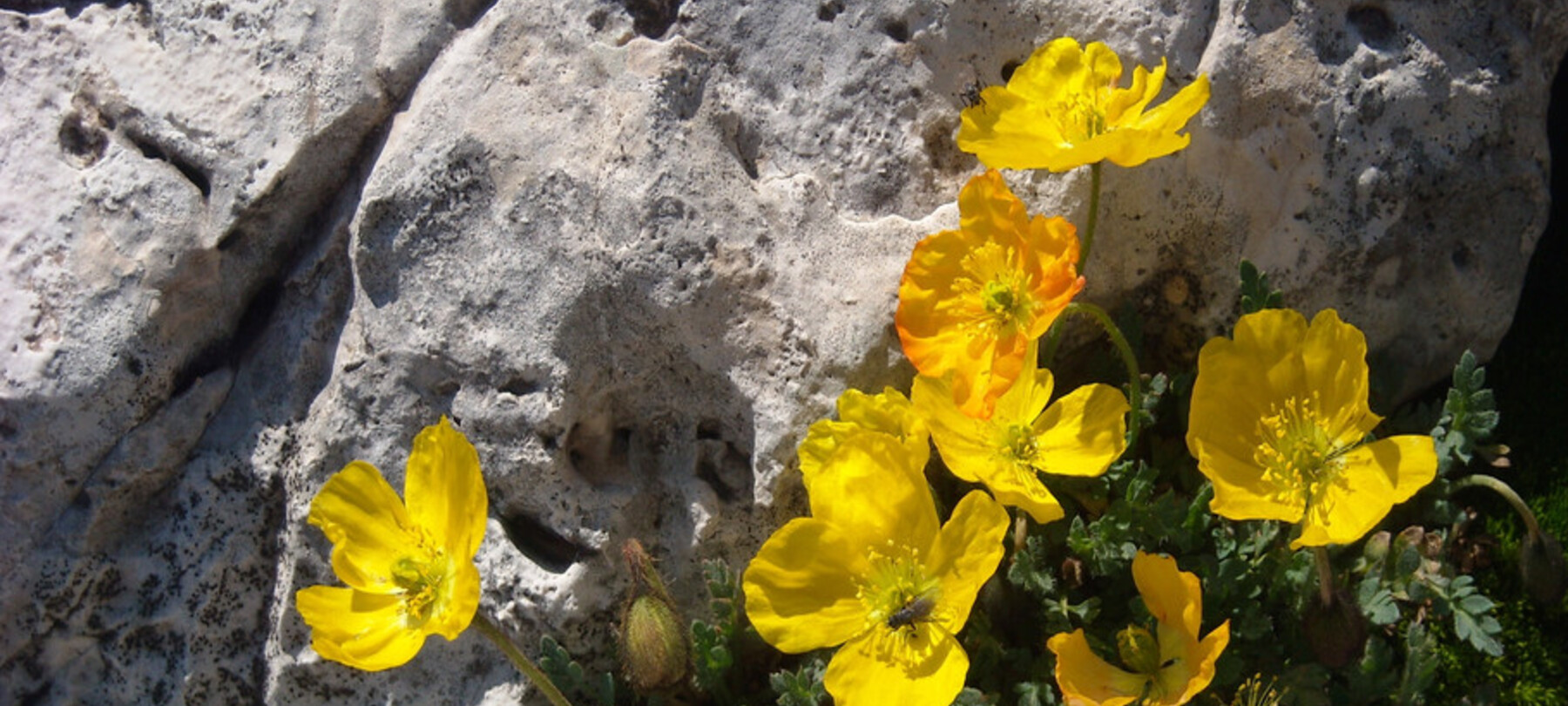 Via delle Normali: the flora of the Dolomites