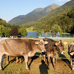 Autumn festivals and food fairs