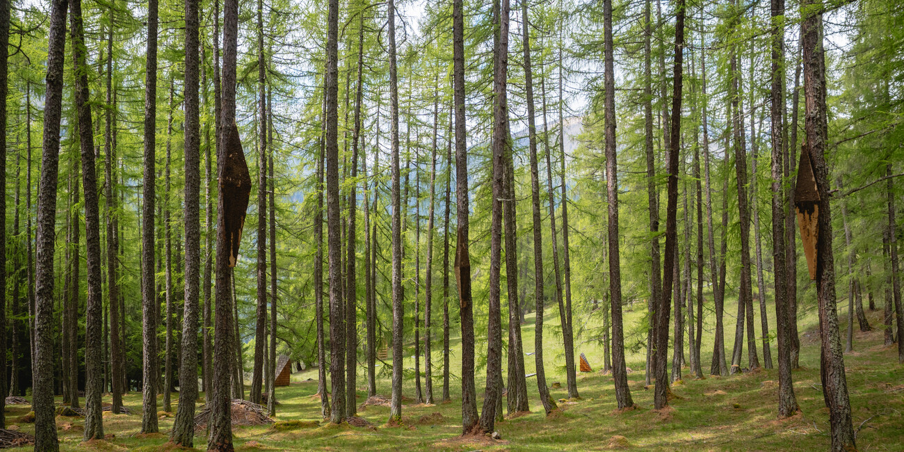 Dit zijn de drie verborgen parels van Trentino: van hangbruggen, blotevoetenpaden, mediterraanse sferen tot aan botanische tuinen.  #1