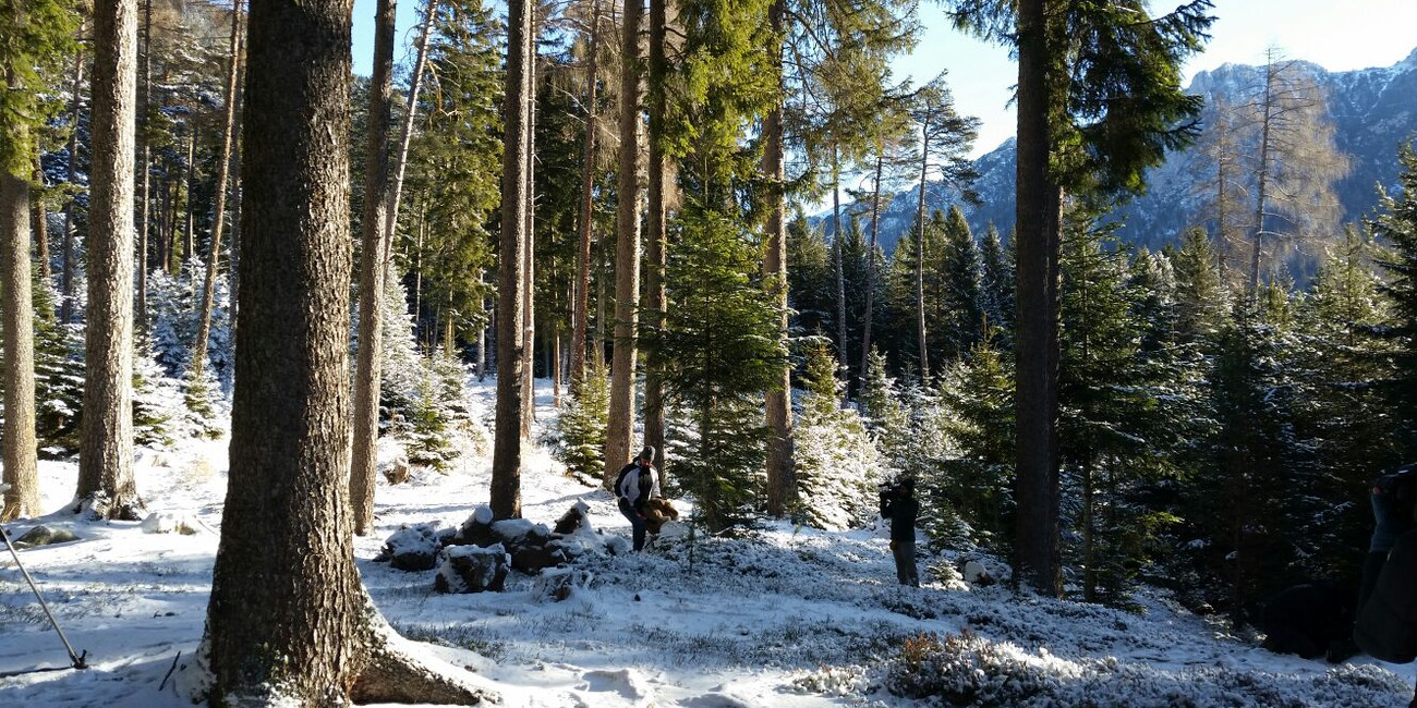 SUCCESSO DI ASCOLTI PER MELAVERDE IN TRENTINO #1