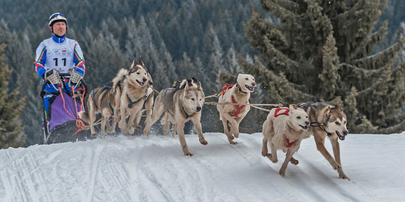 Millegrobbe nuova capitale dello sleddog #1