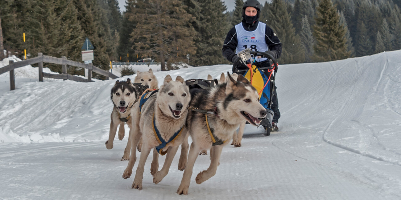 Millegrobbe nuova capitale dello sleddog #2