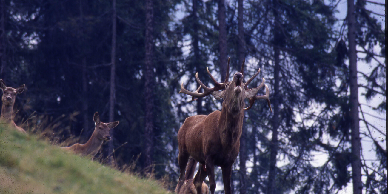 Autunno in Trentino, lo spettacolo dei rituali dei cervi #1