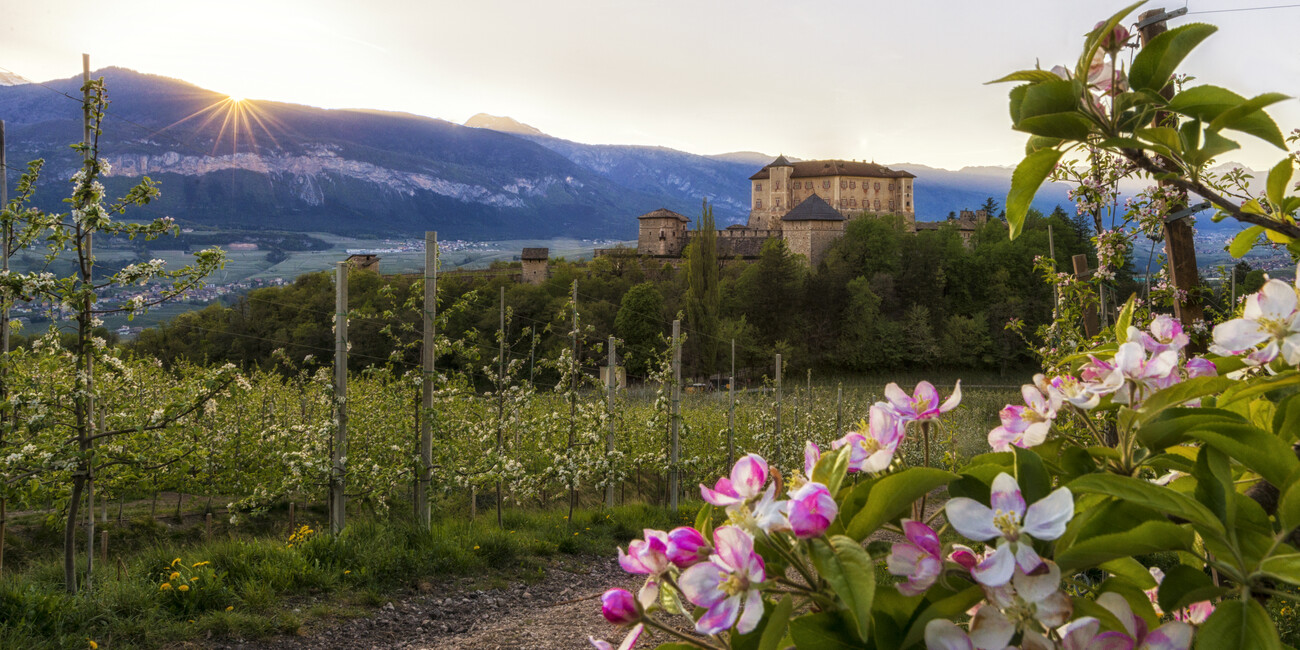 Le fioriture, un affresco  firmato  "biodiversità" #3