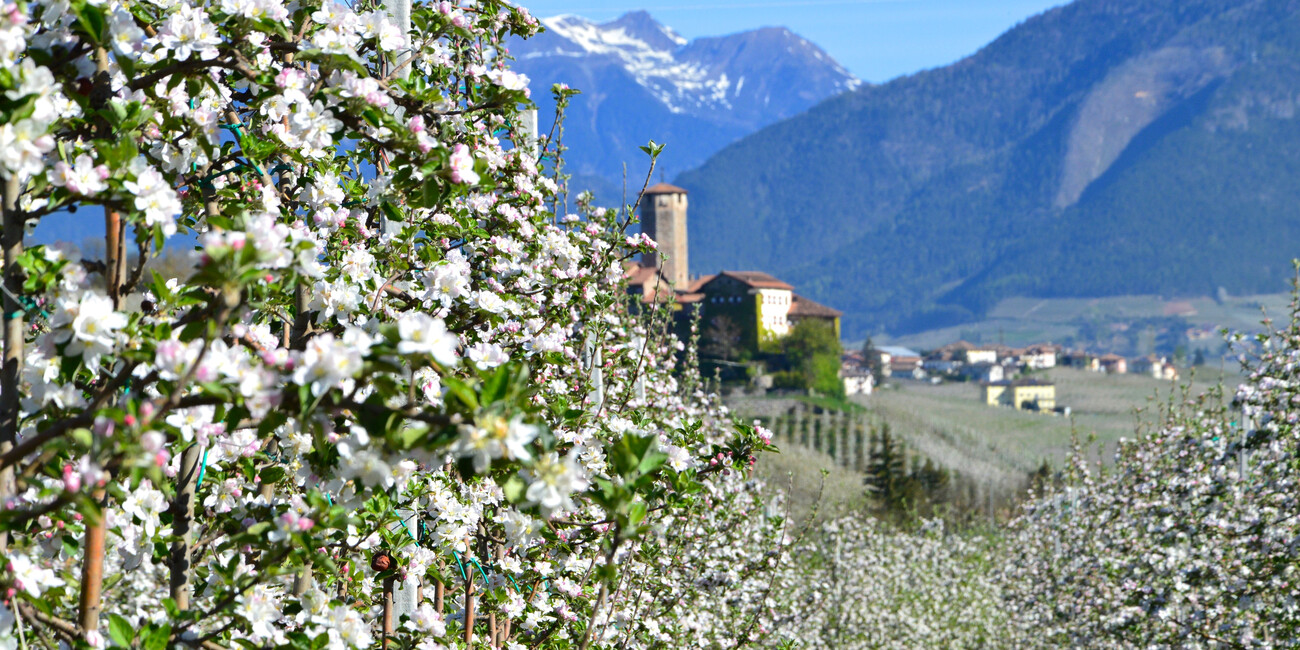 Le fioriture, un affresco  firmato  "biodiversità" #2