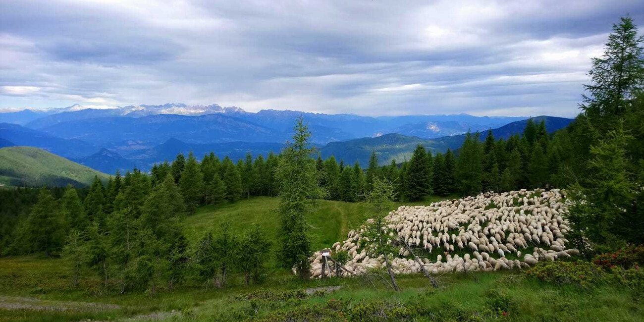 "Melaverde" in Trentino, puntata sulla pastorizia #3