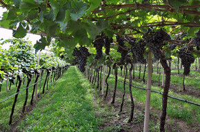 28 AGRICOLTORI IN LIZZA PER IL MIGLIOR VIGNETO