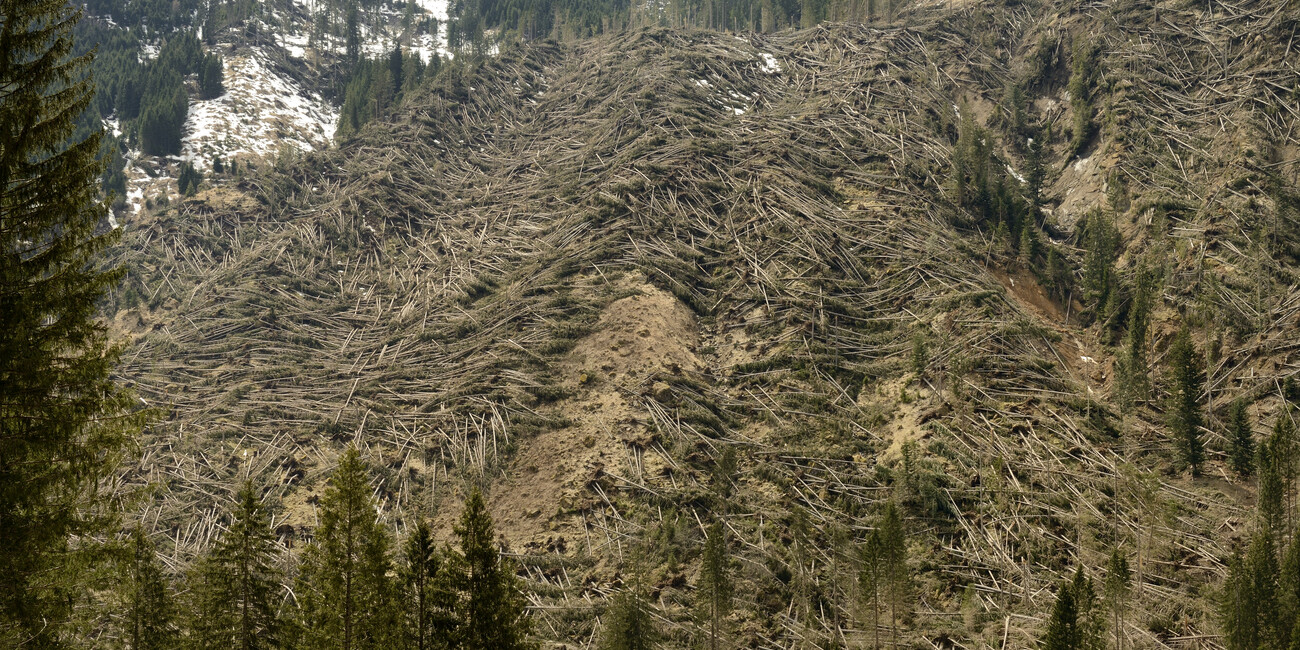 UN PATTO PER RICOSTRUIRE LE FORESTE TRENTINE #1