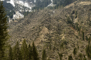 UN PATTO PER RICOSTRUIRE LE FORESTE TRENTINE